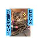 可愛い猫たーちー（個別スタンプ：7）