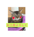 可愛い猫たーちー（個別スタンプ：8）