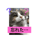 可愛い猫たーちー（個別スタンプ：10）