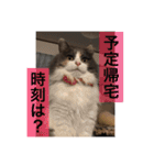 可愛い猫たーちー（個別スタンプ：13）