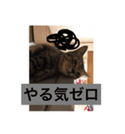 可愛い猫たーちー（個別スタンプ：15）