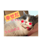 可愛い猫たーちー（個別スタンプ：16）