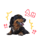 愛犬 ダックス ほっぷ君（個別スタンプ：8）