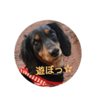 我が家の愛犬りぶ（個別スタンプ：4）