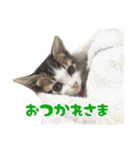 猫のニコちゃん☺︎（個別スタンプ：2）