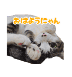 猫のニコちゃん☺︎（個別スタンプ：7）