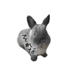 RANMARU- rabbit.2（個別スタンプ：2）