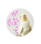 オカメインコのピヨ彦とこじろさん（個別スタンプ：4）