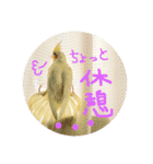 オカメインコのピヨ彦とこじろさん（個別スタンプ：15）