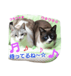 Happy baby cats2.（個別スタンプ：12）