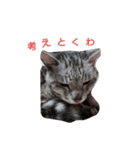 猫じろう（個別スタンプ：13）