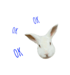 Bunny_nn（個別スタンプ：3）