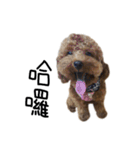 poodle - dog's life（個別スタンプ：1）