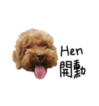 poodle - dog's life（個別スタンプ：2）