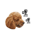 poodle - dog's life（個別スタンプ：3）