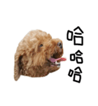 poodle - dog's life（個別スタンプ：4）