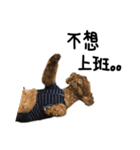 poodle - dog's life（個別スタンプ：5）