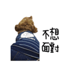 poodle - dog's life（個別スタンプ：6）