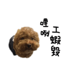 poodle - dog's life（個別スタンプ：9）