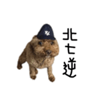 poodle - dog's life（個別スタンプ：12）