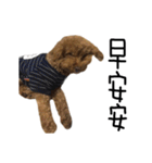 poodle - dog's life（個別スタンプ：13）