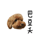 poodle - dog's life（個別スタンプ：14）