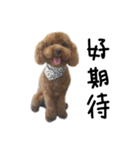 poodle - dog's life（個別スタンプ：16）