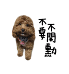 poodle - dog's life（個別スタンプ：17）