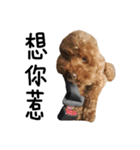 poodle - dog's life（個別スタンプ：18）