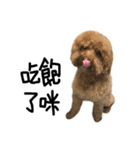 poodle - dog's life（個別スタンプ：19）