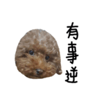 poodle - dog's life（個別スタンプ：24）