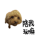 poodle - dog's life（個別スタンプ：25）