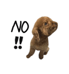 poodle - dog's life（個別スタンプ：26）