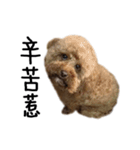 poodle - dog's life（個別スタンプ：27）