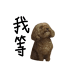 poodle - dog's life（個別スタンプ：29）