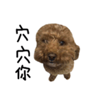 poodle - dog's life（個別スタンプ：30）