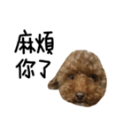 poodle - dog's life（個別スタンプ：31）