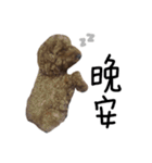 poodle - dog's life（個別スタンプ：32）