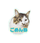 ねこのシンプルことばスタンプ（個別スタンプ：4）