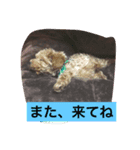 Nonnodog（個別スタンプ：4）