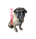 pug dog love（個別スタンプ：6）