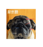 pug dog love（個別スタンプ：7）