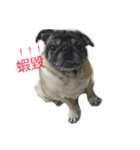 pug dog love（個別スタンプ：8）