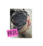 pug dog love（個別スタンプ：12）