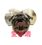 pug dog love（個別スタンプ：13）