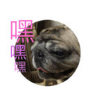 pug dog love（個別スタンプ：15）