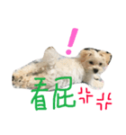 Good Dog2（個別スタンプ：7）