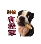 Boston Terrier A-Fu vol.2（個別スタンプ：1）