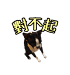 Boston Terrier A-Fu vol.2（個別スタンプ：2）