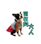 Boston Terrier A-Fu vol.2（個別スタンプ：3）